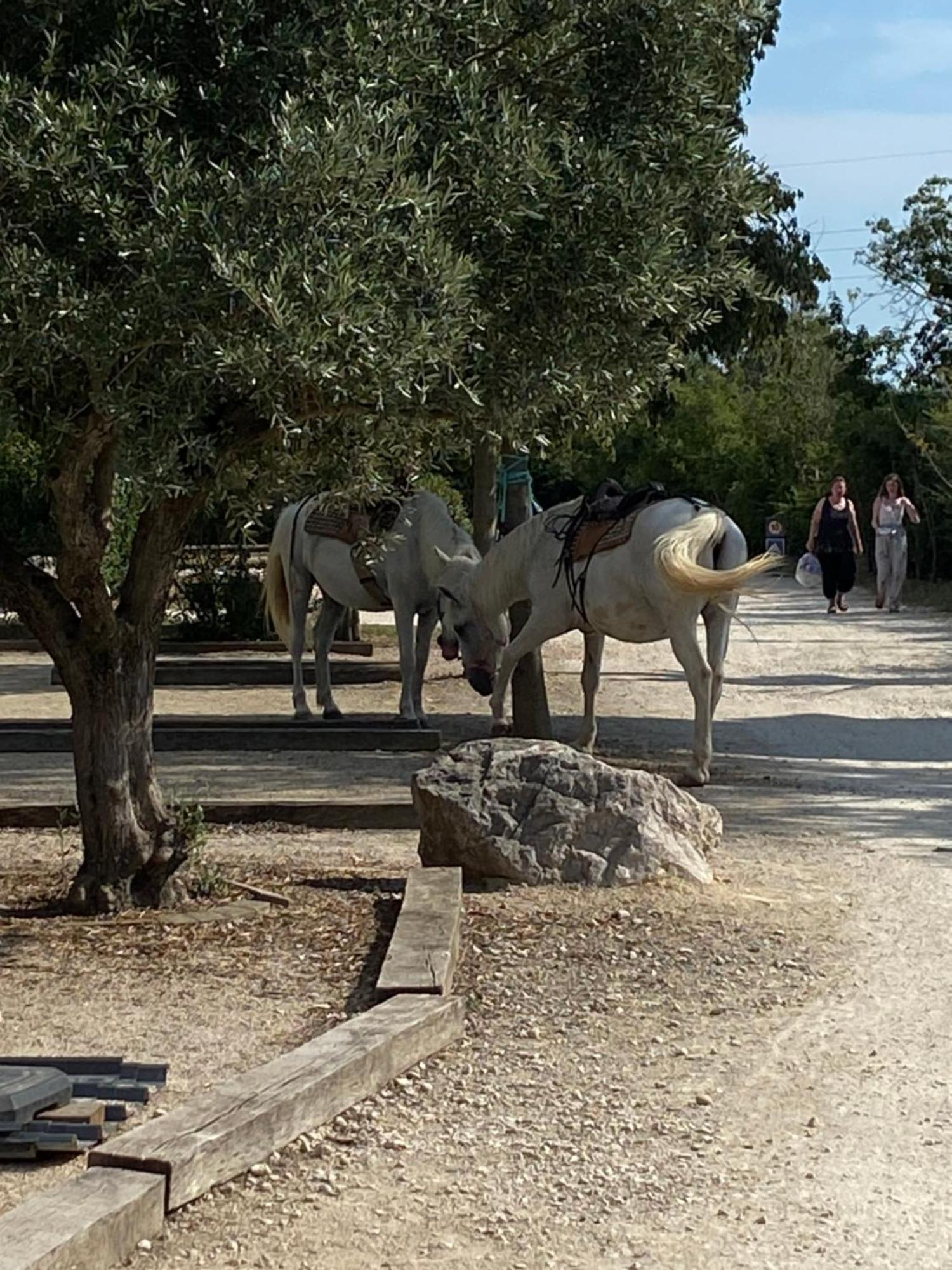 L' Arlesienne Campsite Arles
